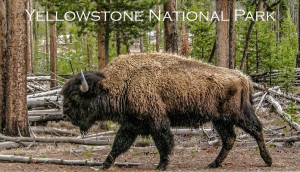 Yellowstone Bison